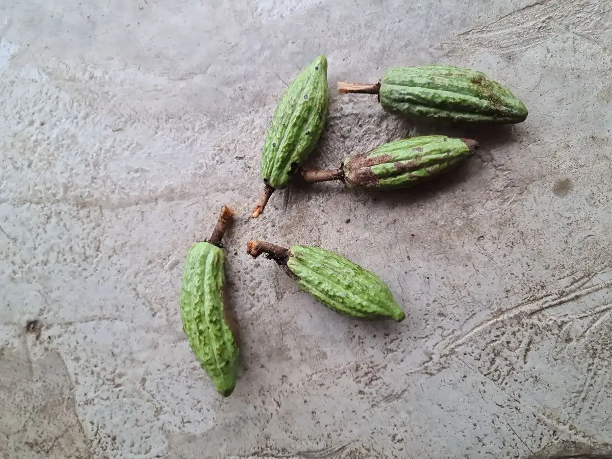 Cacao pods