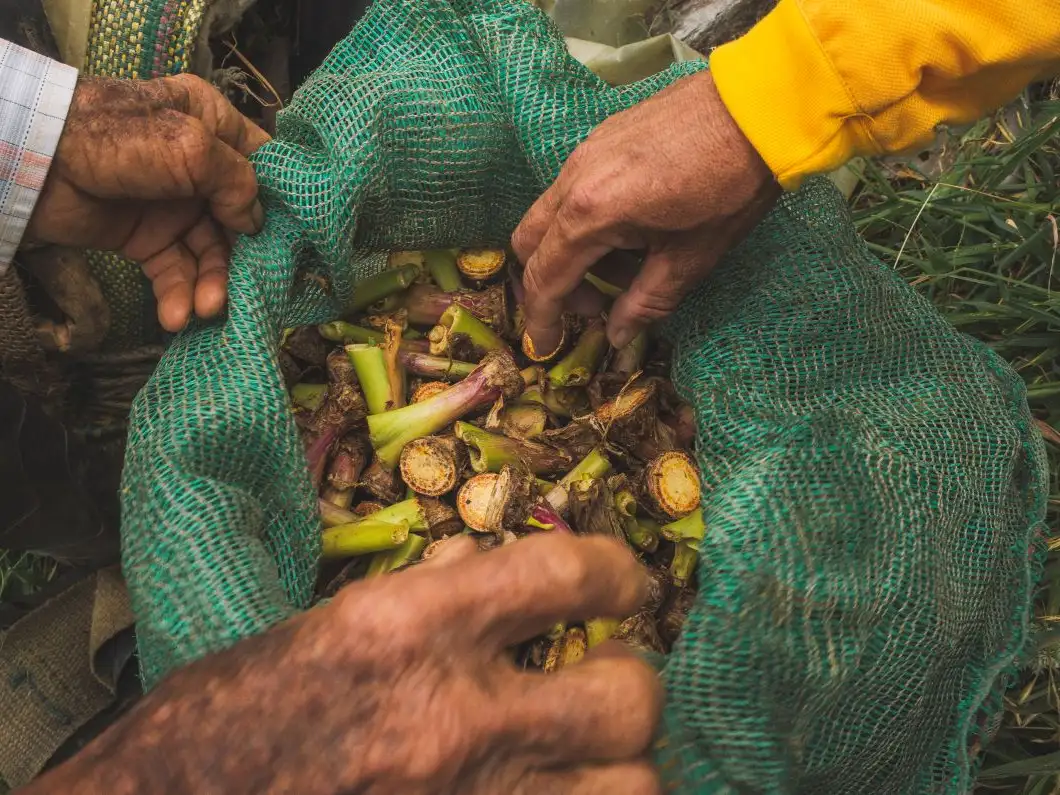 South America - Colombia - farmers with crops of parsnip (arracacha)