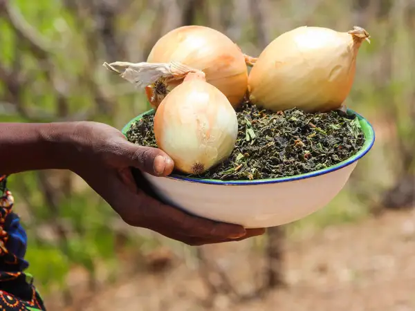 Africa - Zimbabwe - Nutrition Garden - 29696