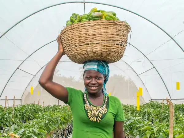 How the World Bank harms poor farmers