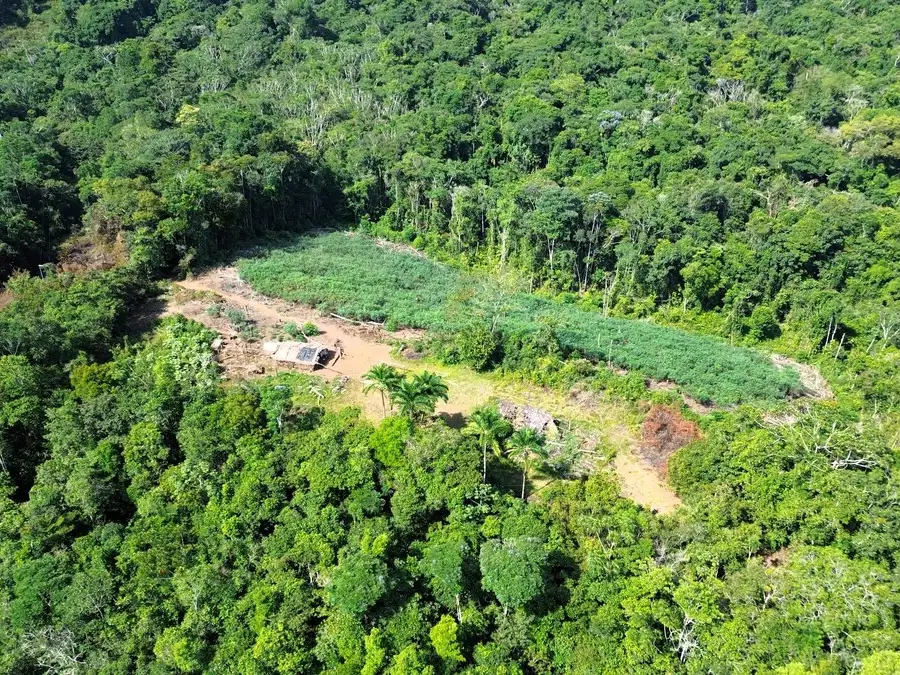 The Amazon is reaching the point of no return