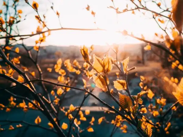 Penitential prayer for the care of creation