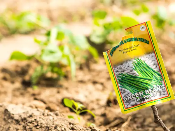 New pathways out of poverty in Africa: The promise of sustainable and inclusive agricultural transformation